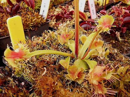 Dionaea muscipula doomsday - muscipula,