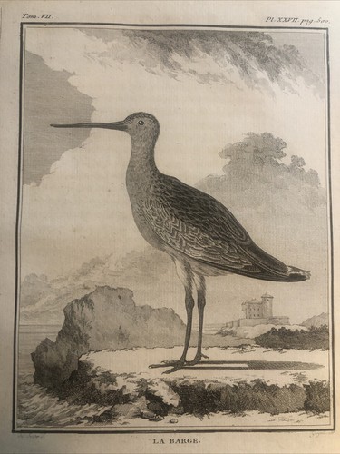 Caccia ornitologia 1780 - ,,