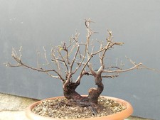 Bonsai Olmo Campestre In Vaso 26x17cm Pianta Articolata Albero Pre Bonsai Olmo?