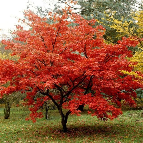 Acer ginnala acero amurense - ginnala,