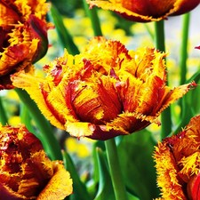 Tulipani bulbi di fiori cipolle fiori Tulipano doppio Bastia 5 pz.