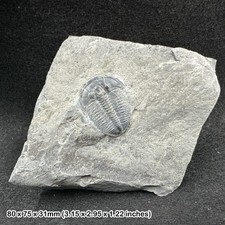 Elrathia kingi Trilobite