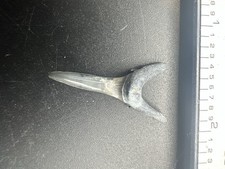 Dente di squalo tigre sabbia