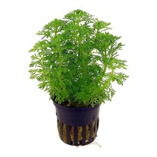 Limnophila