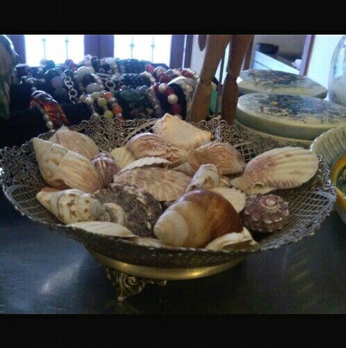 Collezione conchiglie vintage - conchiglie,