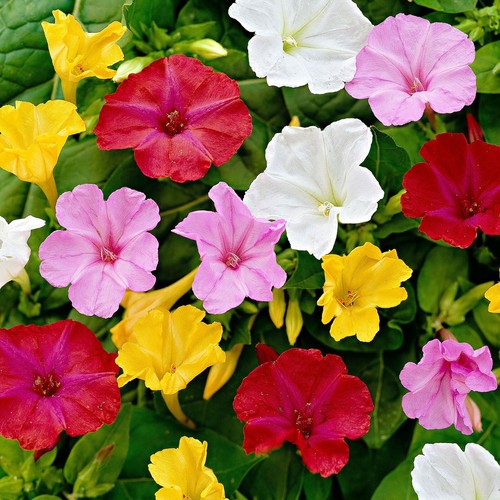 Fiore miracoloso colori - fiore,