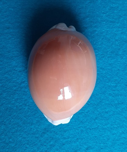 Cypraea callistocypraea - cypraea,