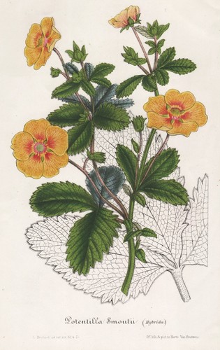Potentilla cinquefoil - potentilla,