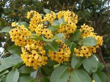 Pterocarpus santalinus, legno