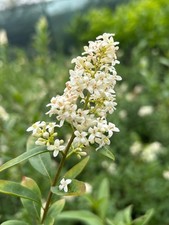 Ligustro comune "Ligustrum