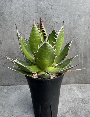 Agave horrida