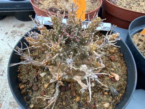 097 euphorbia decepta old rare - decepta,