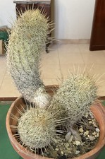 Cactus Turbinicarpus (