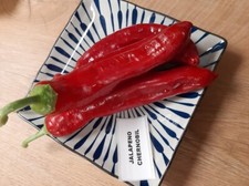 Peperoncino Jalapeno Chernobyl