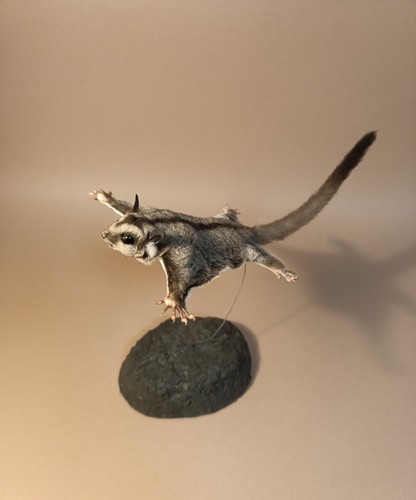 Taxidermy cabinet de - taxidermy,,