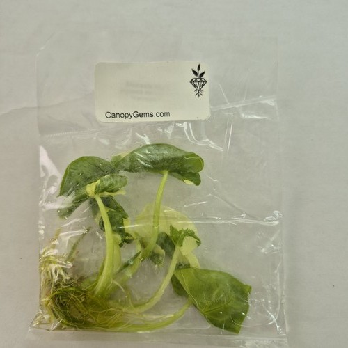 Alocasia macrorrhiza albo - alocasia,