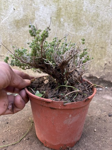 Bonsai timo macchia - bonsai,
