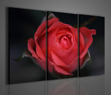 QUADRI MODERNI BOUCHE ROSE