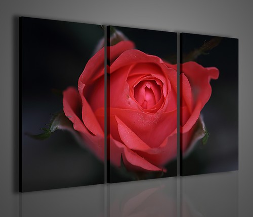 Quadri moderni bouche - quadri, rose