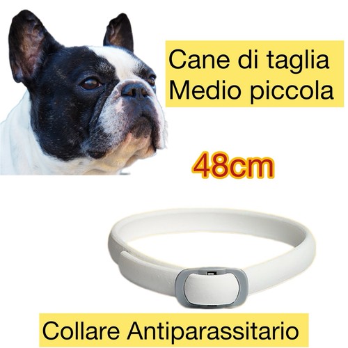 Offerta collare - offerta,