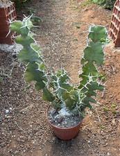 Euphorbia grandicornis - euphorbia,