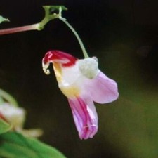 Semi orchidea pappagallo - 10, di