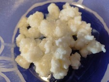 15 gr. DI GRANULI DI KEFIR DI