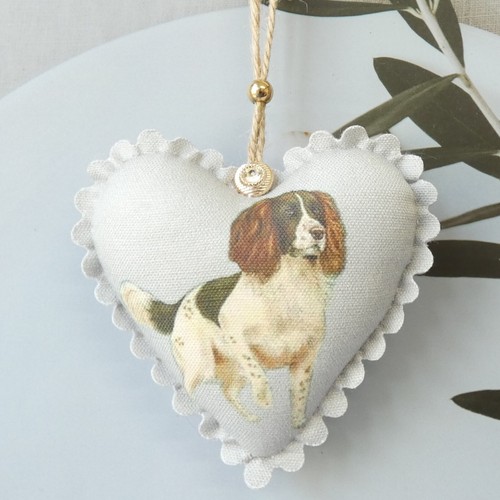 Springer spaniel inglese - spaniel,
