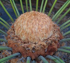 SEMI CYCAS PANZHIHUAENSIS - Cicadi rare