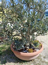 Pianta ulivo bonsai - pianta, di