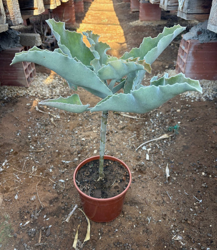 Kalanchoe beharensis cactus - kalanchoe,