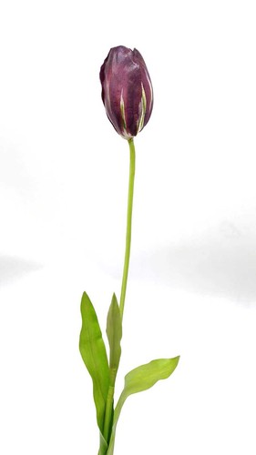 Tulipani giganti scegli il - tulipani,