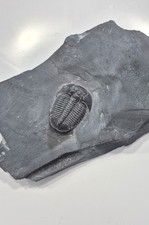 FOSSIL trilobite   BARGAIN  !!