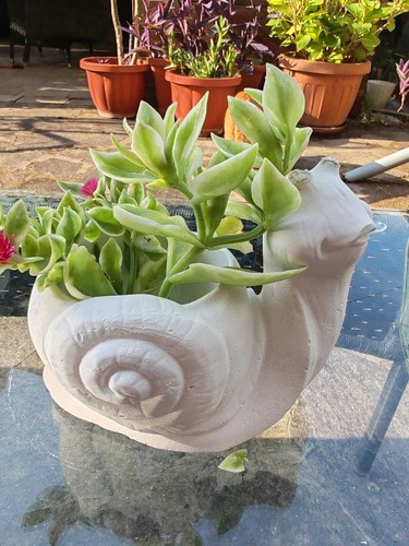 Talee aptenia variegata - talee, di