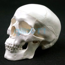 Mini teschio in PVC modello
