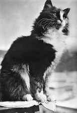 AL16-25D) 6 CARTOLINE GATTI