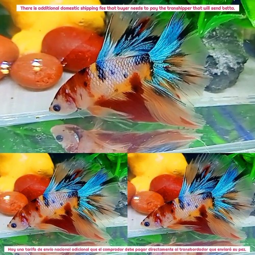 Mezzaluna maschio multicolore