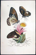 1854,ARCANA DI WESTWOOD PAPILIO POLLUX DIPINTO A MANO, RUOTA SU ORCHIDEA VP7