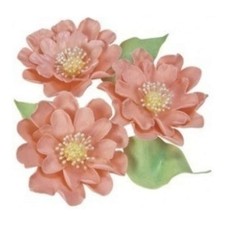 Tagliapasta ad Espulsione