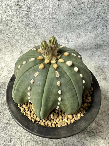 Astrophytum asterias cactus - , a