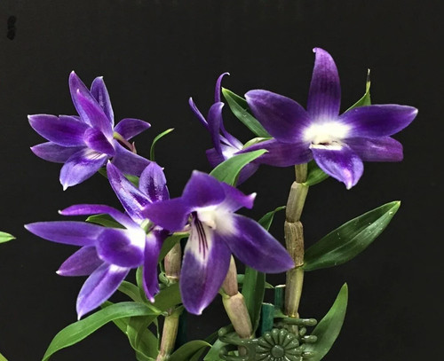 Dendrobium victoriae reginae - dendrobium, victoriae-reginae