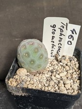Tephrocactus geometricus, vaso