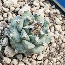 Turbinicarpus alonsoi