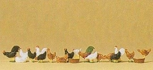 Galline galli - galline, e