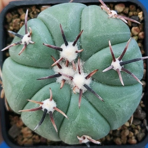 Echinocactus horizonthalonius