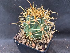 FEROCACTUS CHRYSACANTHUS CACTUS PIANTE GRASSE AGAVE SUCCULENTE 212