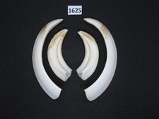 Wild boar tusks (no. 1625)