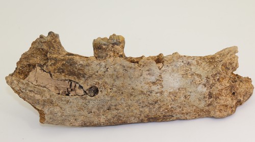 Orso delle caverne ursus - orso, caverne,