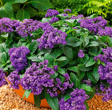 20 Seeds 🌸🌙 Heliotropium