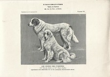 Stampa antica CANI DEI PIRENEI 1907 Antique print dogs